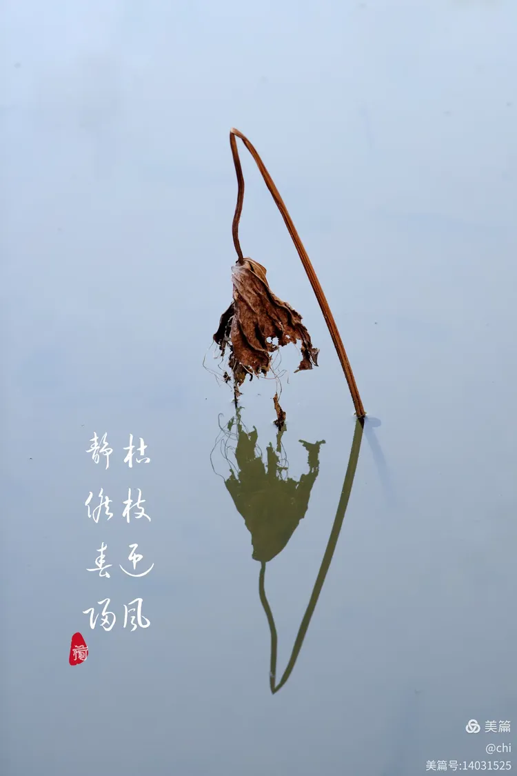 华南植国家物园"观"荷花池残荷有感